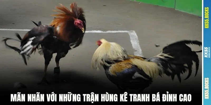 Mãn nhãn với những trận hùng kê tranh bá đỉnh cao