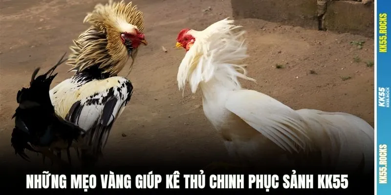 Những mẹo vàng giúp kê thủ chinh phục sảnh KK55