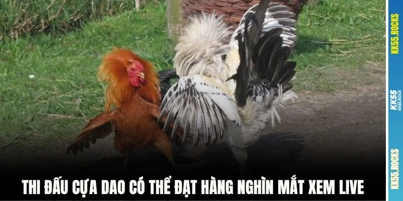 Thi đấu cựa dao có thể đạt hàng nghìn mắt xem live