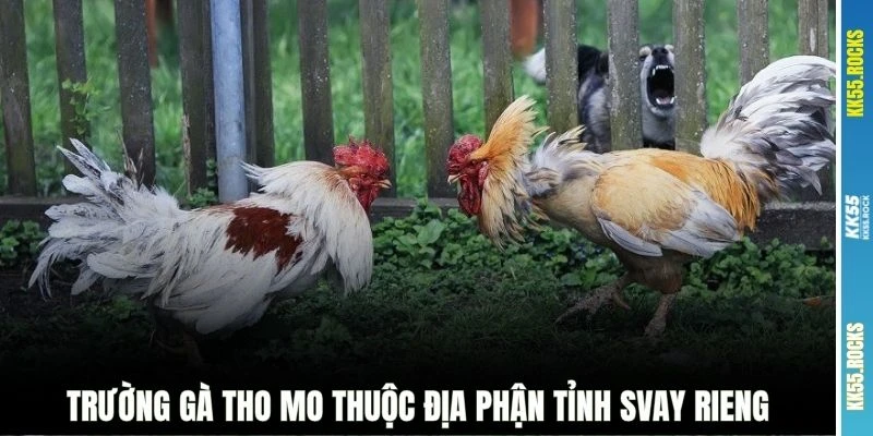 Trường gà tho mo thuộc địa phận tỉnh Svay Rieng